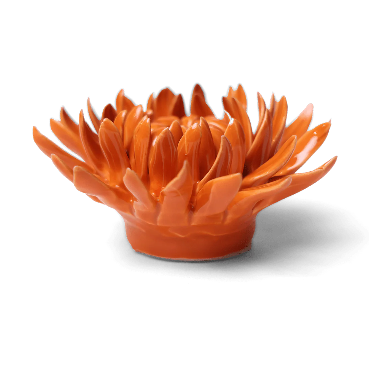 English Garden Mum in Orange, from Chive