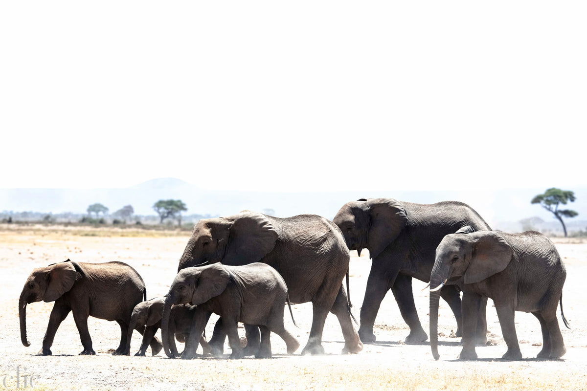 Elephant Family of 6 by Juliette Charvet
