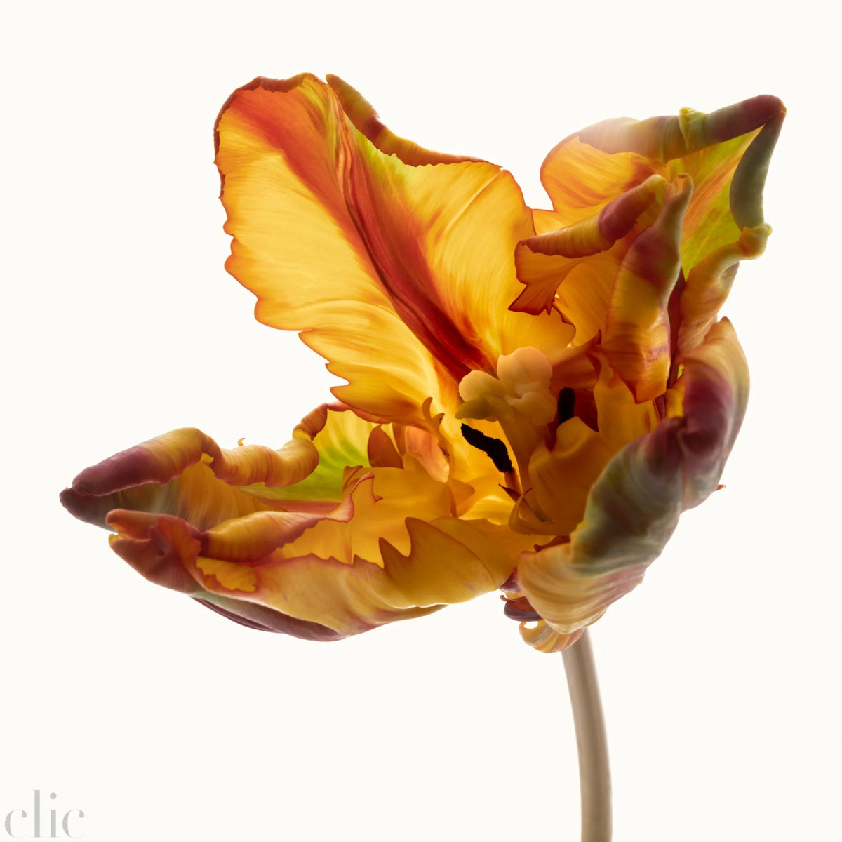 Flower Study 1 by Blaise Hayward