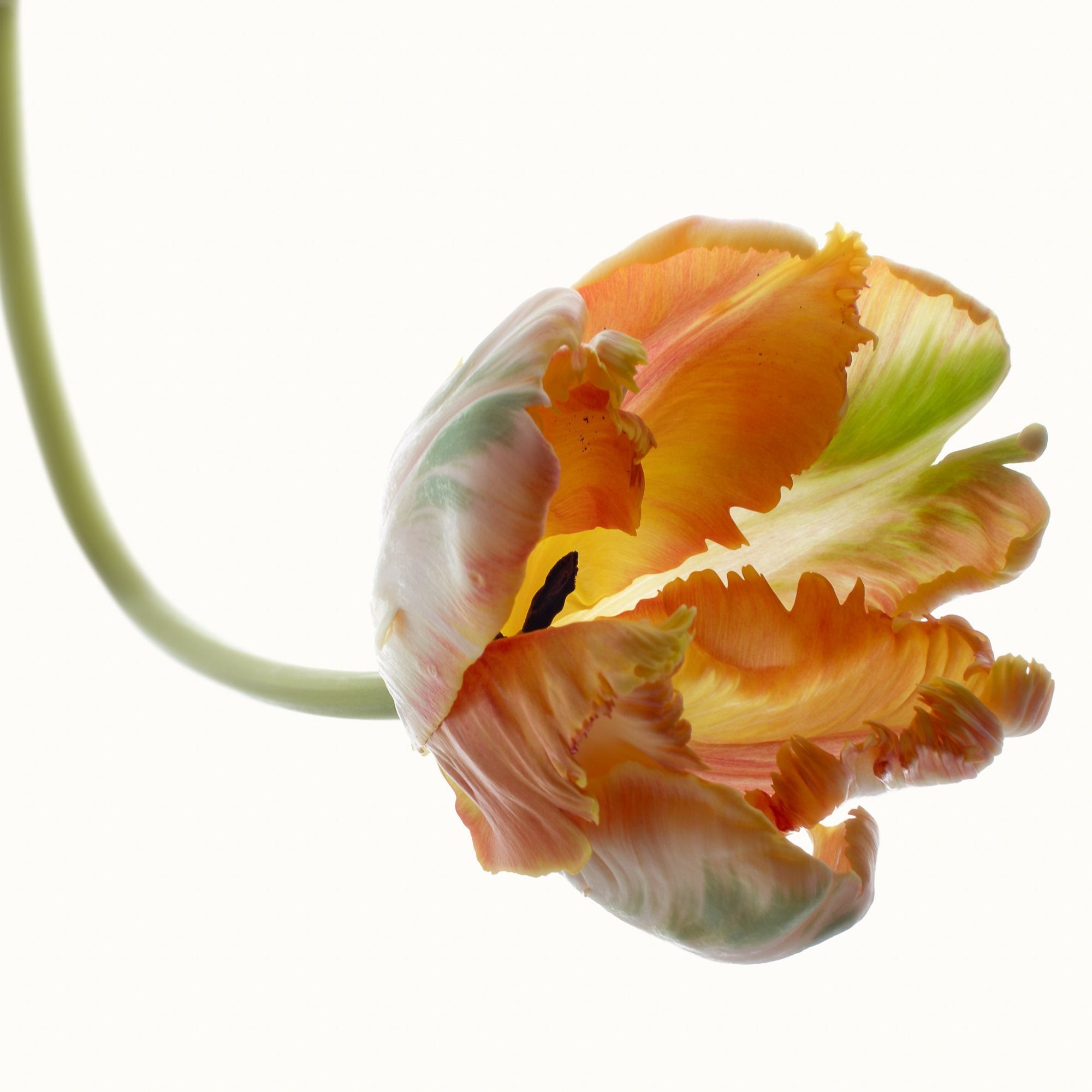 Flower Study 2 by Blaise Hayward