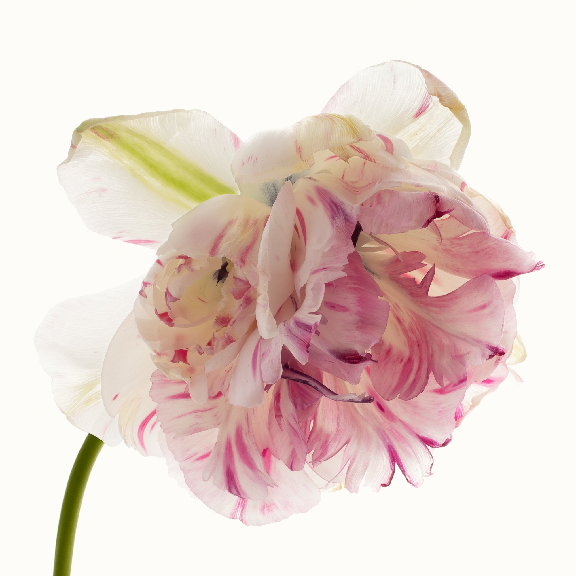 Flower Study 3 by Blaise Hayward