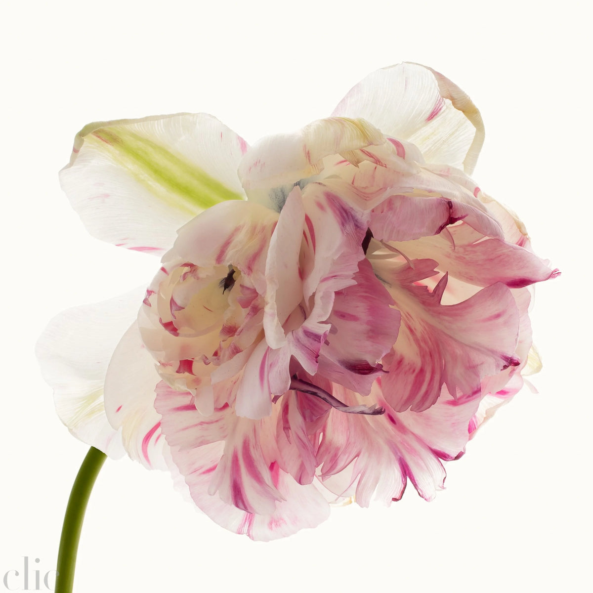Flower Study 3 by Blaise Hayward