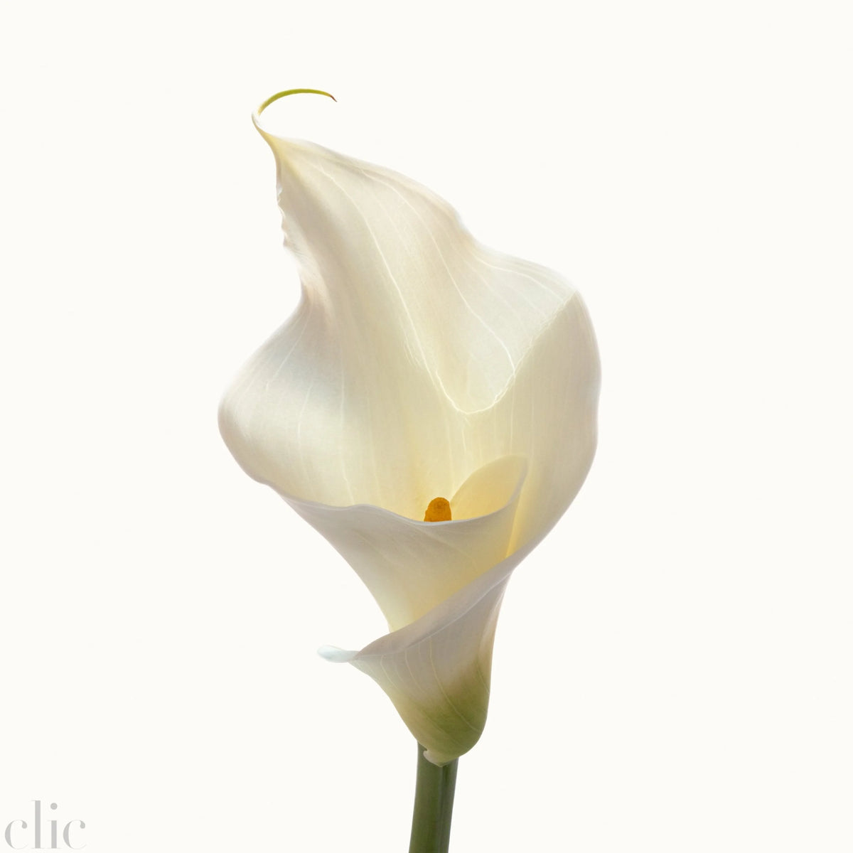 Flower Study 6 by Blaise Hayward
