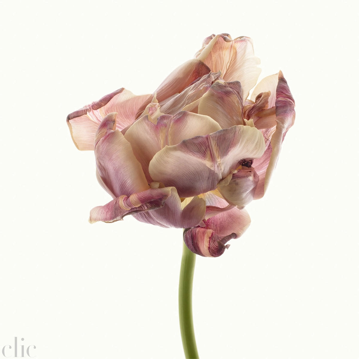 Flower Study 17 by Blaise Hayward