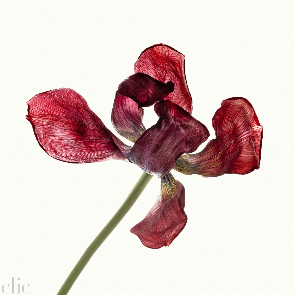 Flower Study 19 by Blaise Hayward