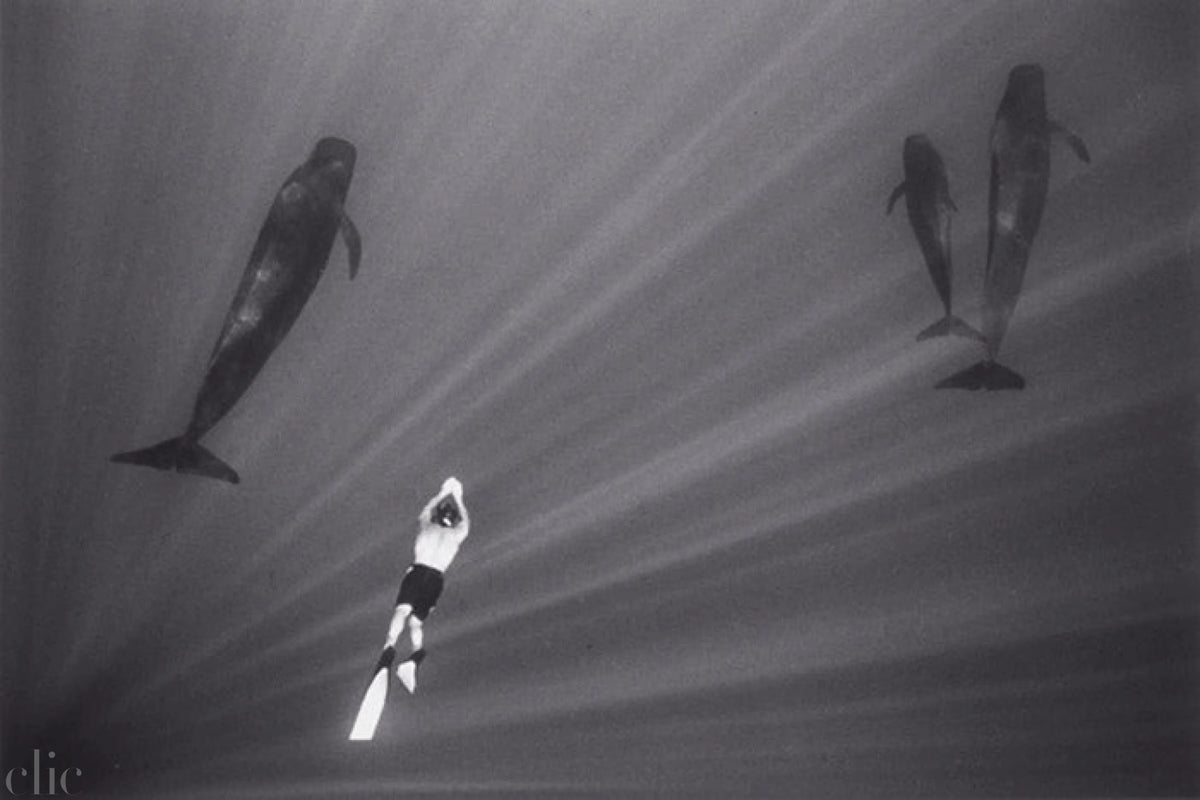 Swimming with Pilot Whales (W-21) by Wayne Levin