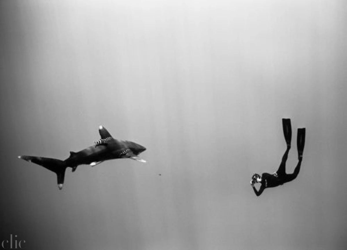 Freediver Photographing Oceanic Whitetip Shark (SC-275) by Wayne Levin