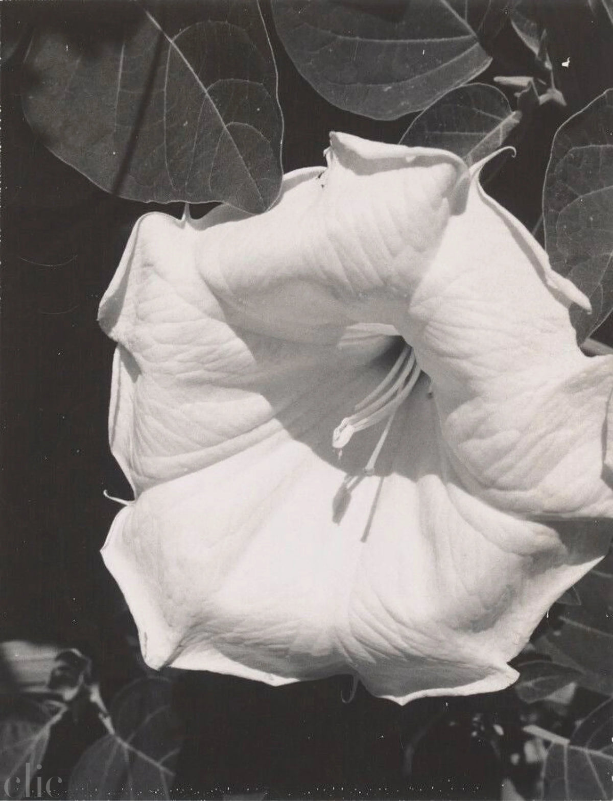 Georgia O'Keeffe, Photographer