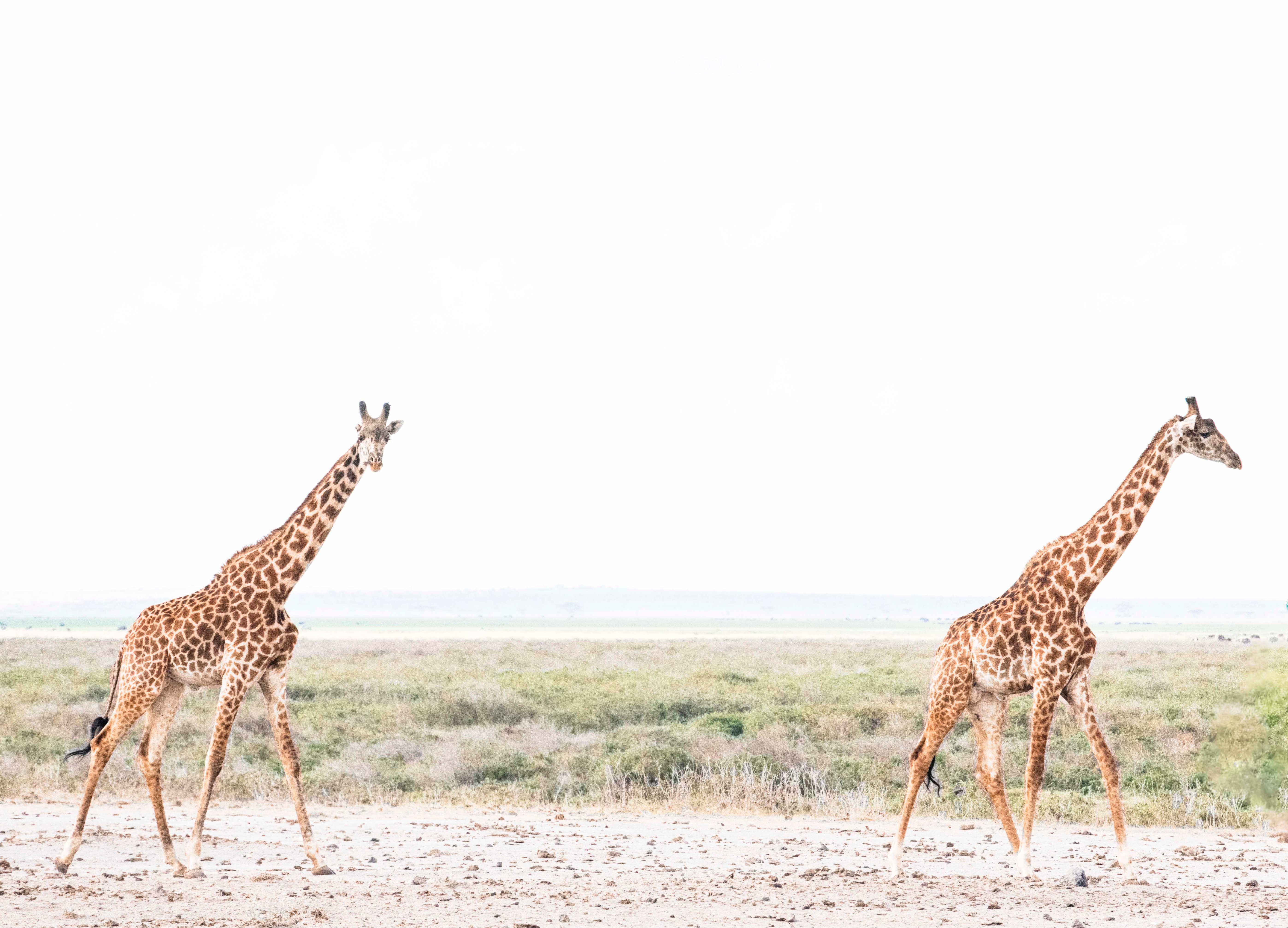 Giraffes by Juliette Charvet