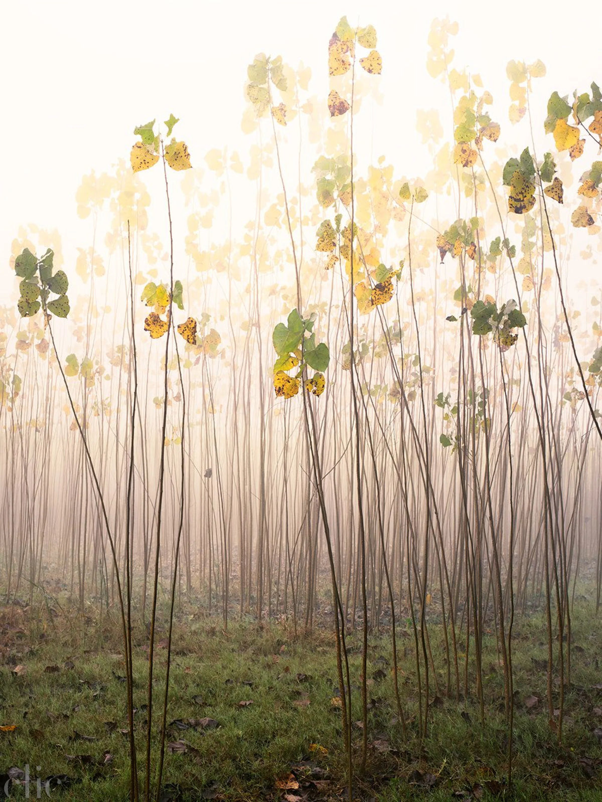Tall trees with autumn foliage in a foggy landscape