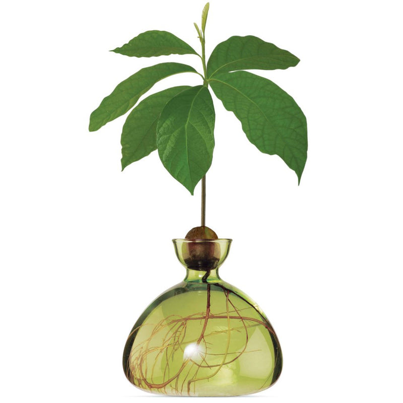 Avocado Vase, from ILEX Studio