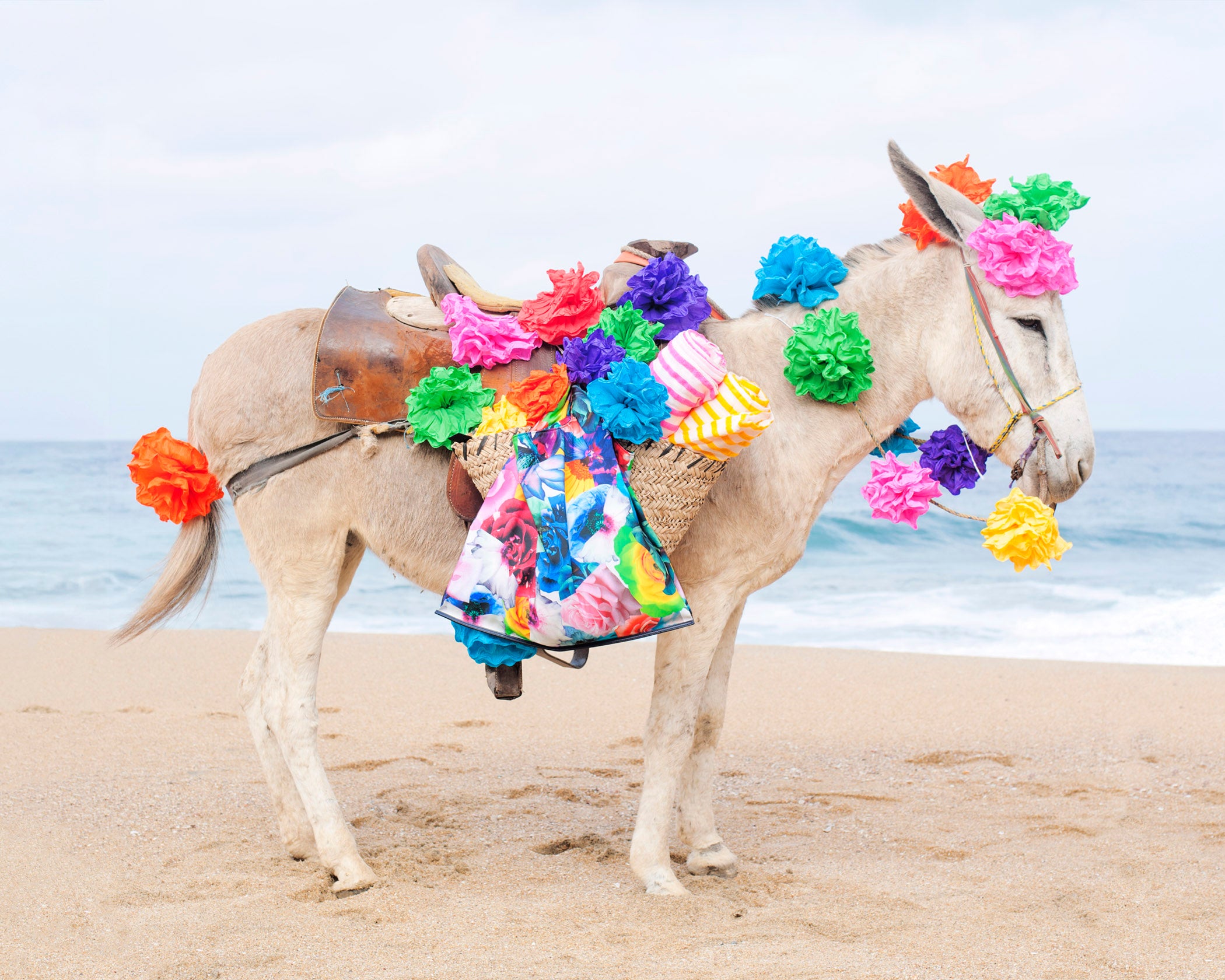 Happy Donkey Horizontal by Anne Menke