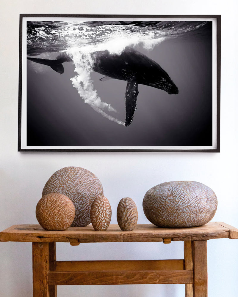 Humpback Whale Trailing Bubbles (SC-361) by Wayne Levin
