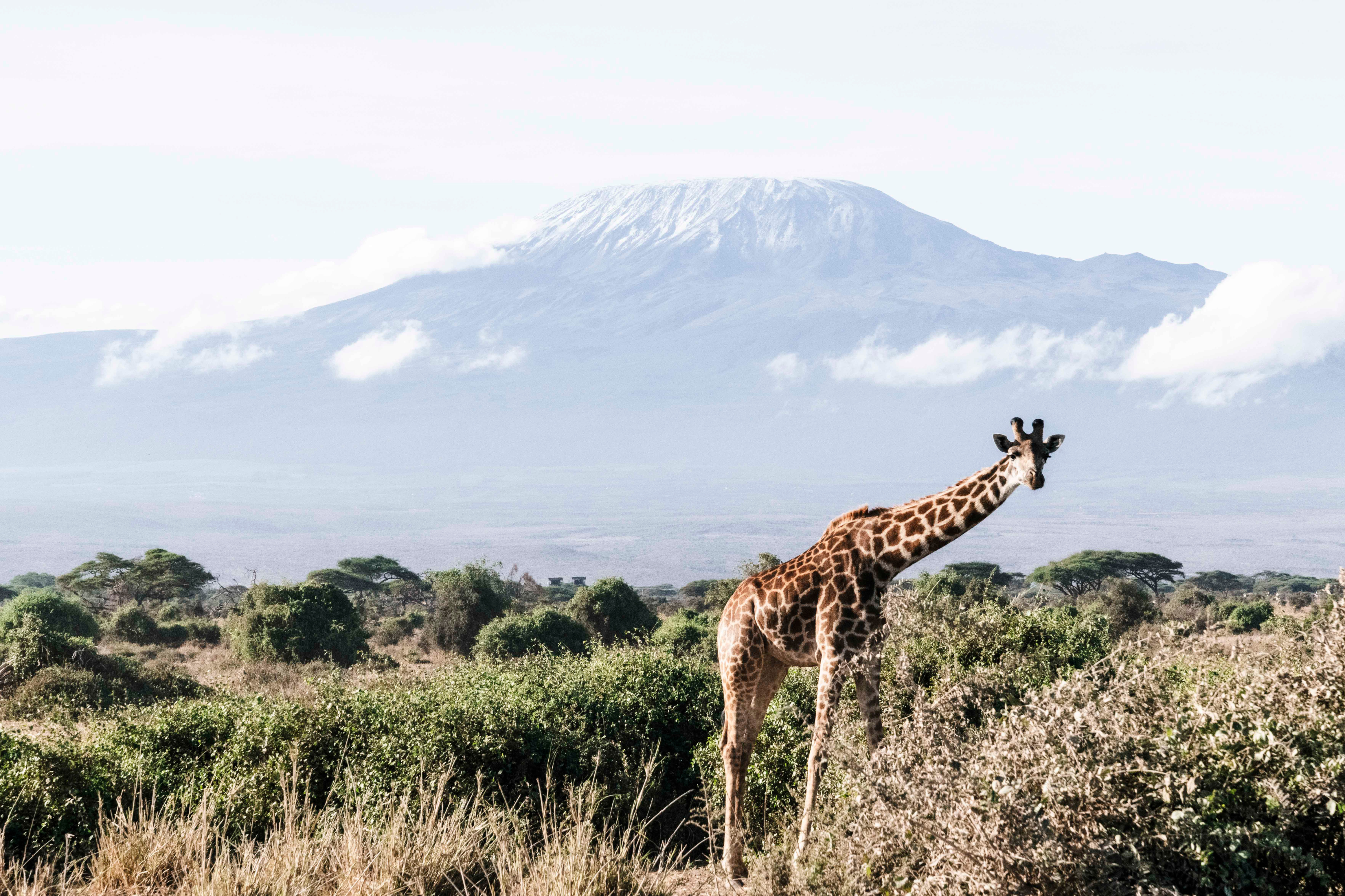 Kilimanjaro Giraffe by Juliette Charvet
