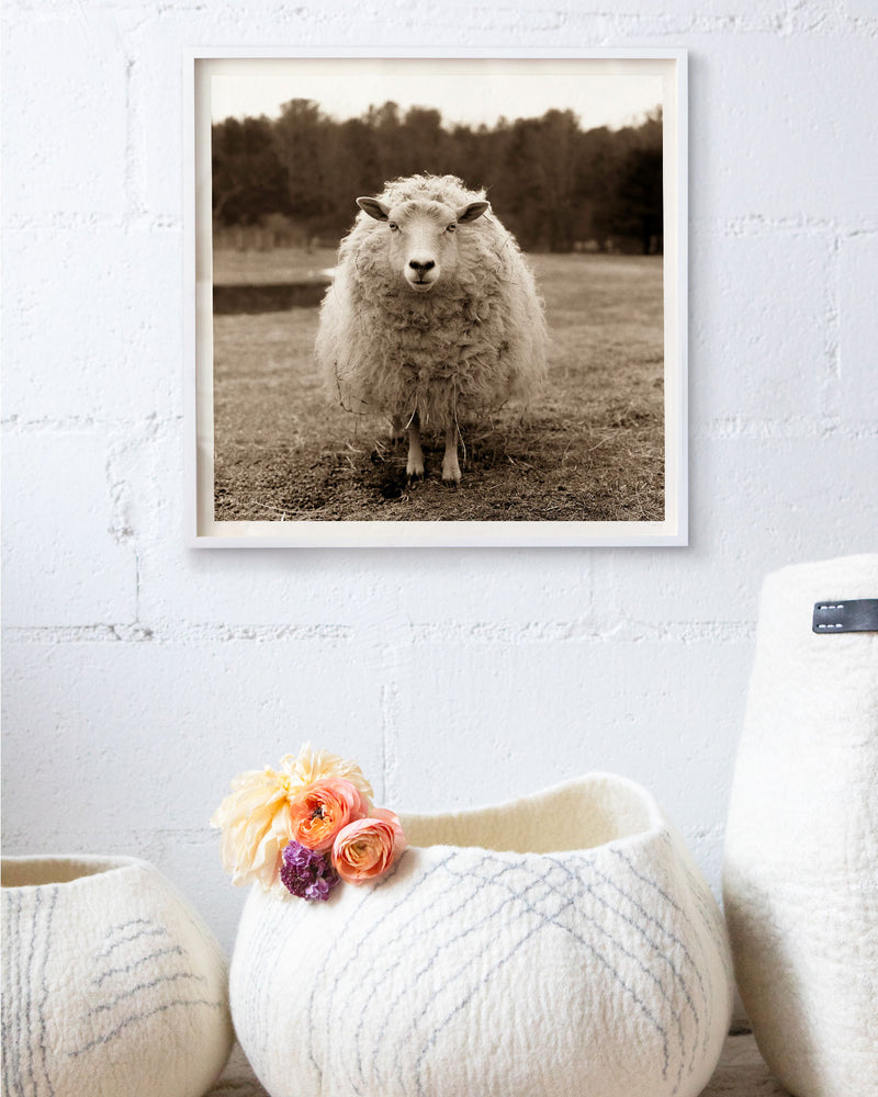 Larissa's Sheep by Valerie Shaff