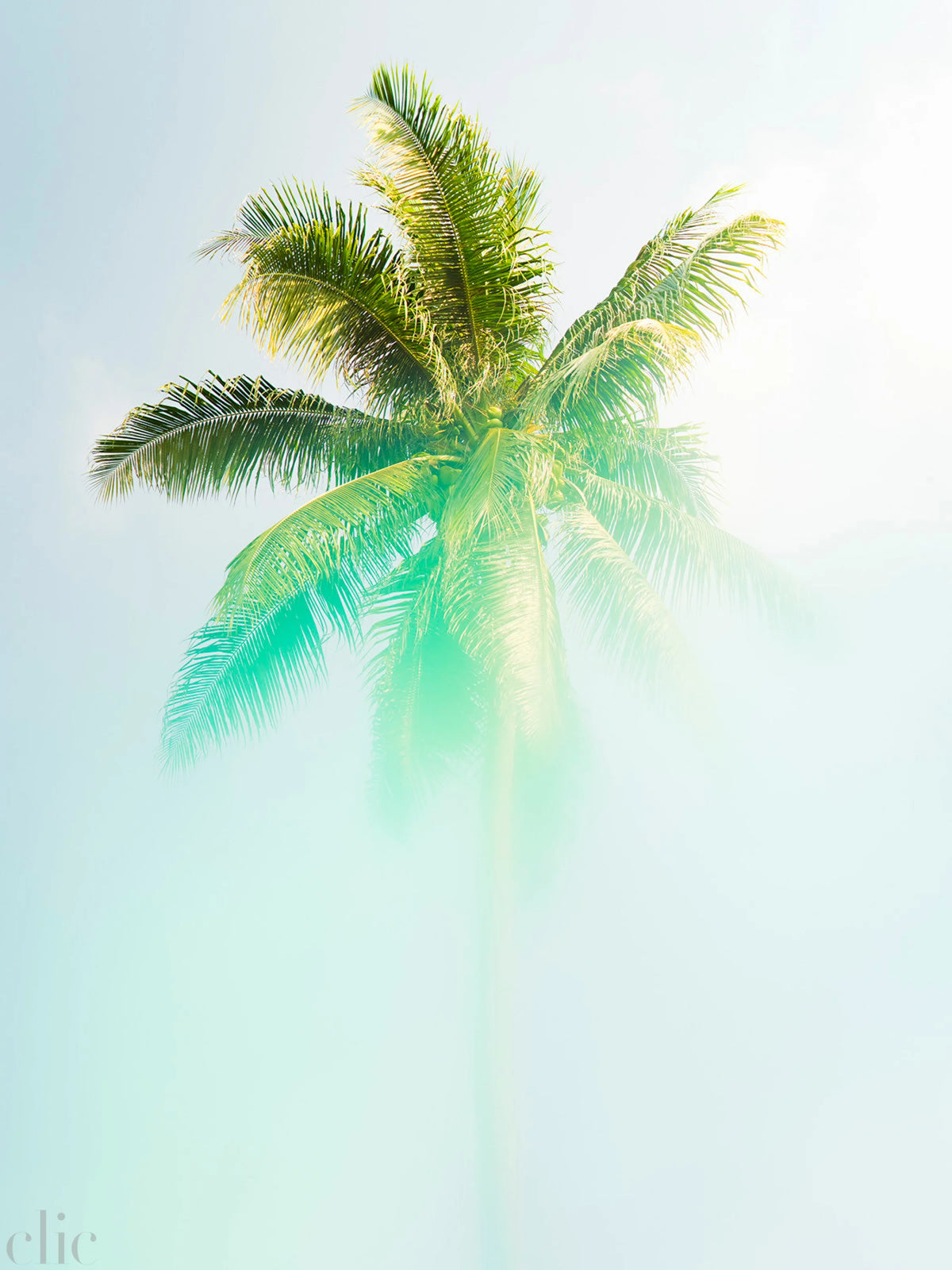 Palm Fort Canning, Singapore by Tommy Kwak