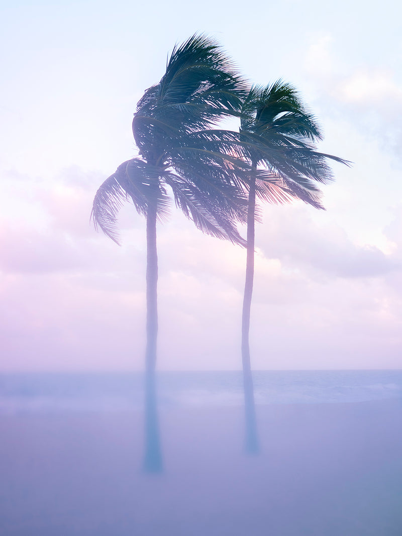Palms, Fort Lauderdale Beach, Florida by Tommy Kwak