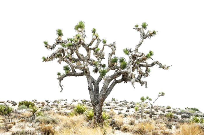 Joshua Tree Park IV by Juliette Charvet