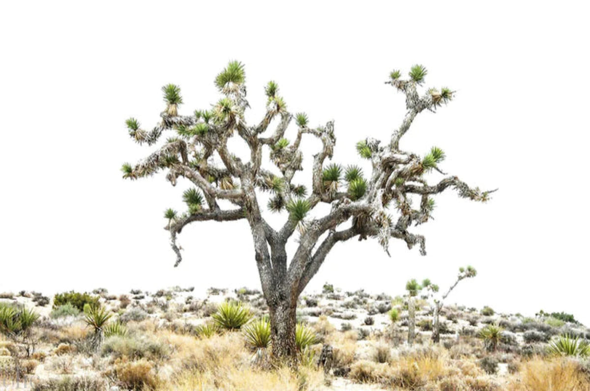 Joshua Tree Park IV by Juliette Charvet