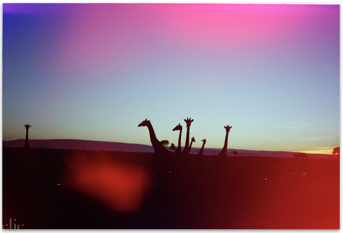 Giraffes at Sunrise by Alex Moore