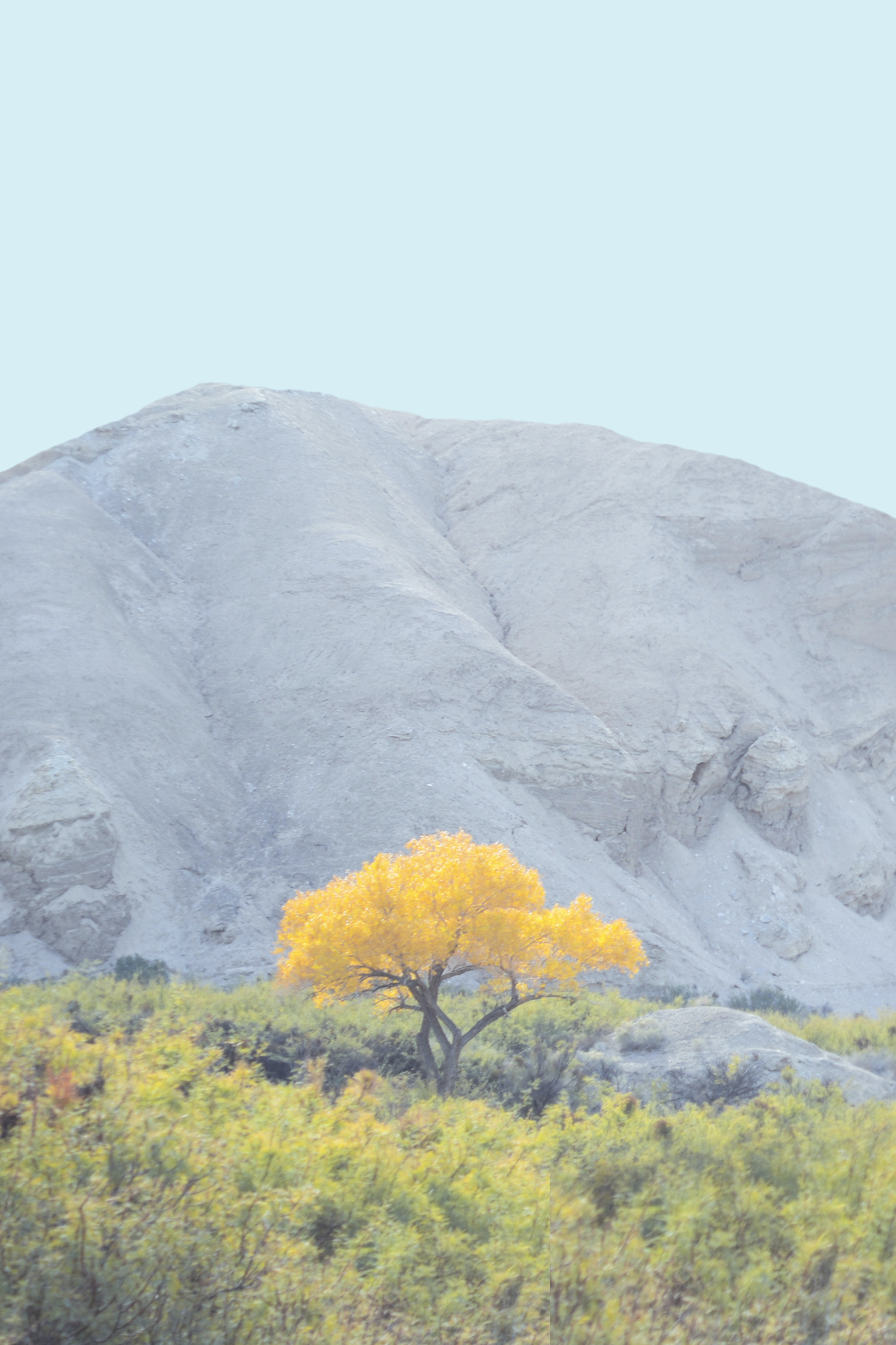 Yellow Tree by Jordan Sullivan