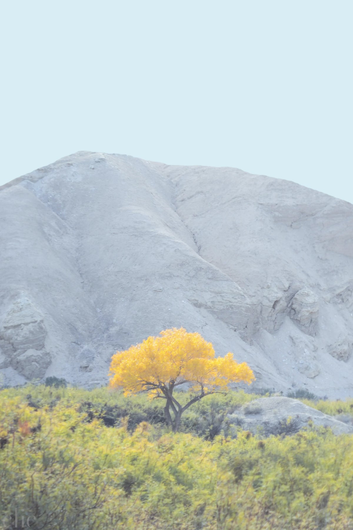 Yellow Tree by Jordan Sullivan