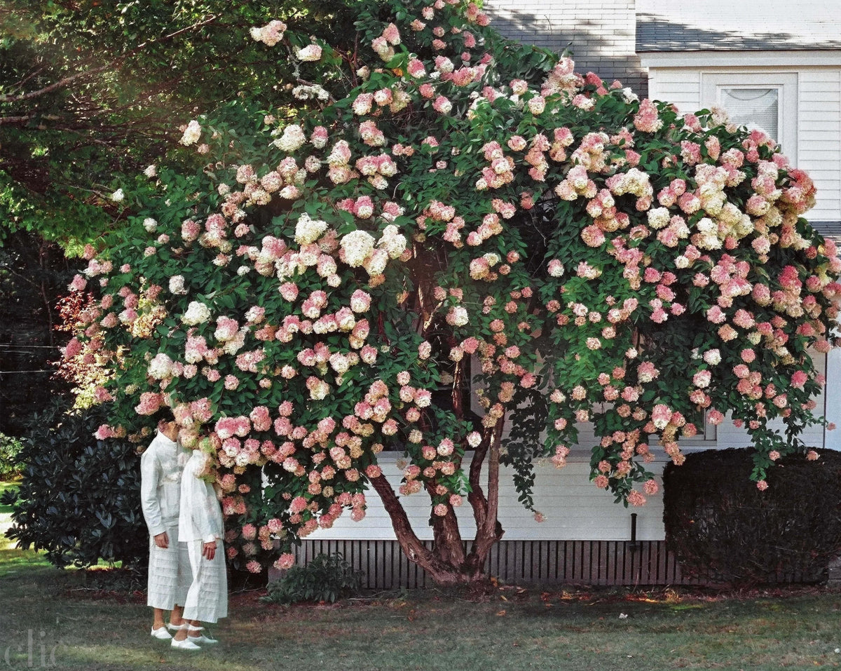 Pink Flower Bush by Matin Zad