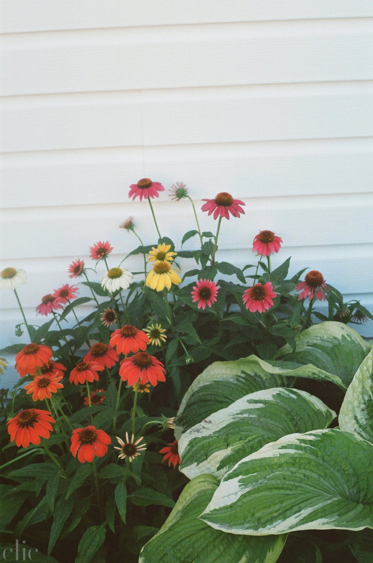 Summer Hues by Nathalie Martinez