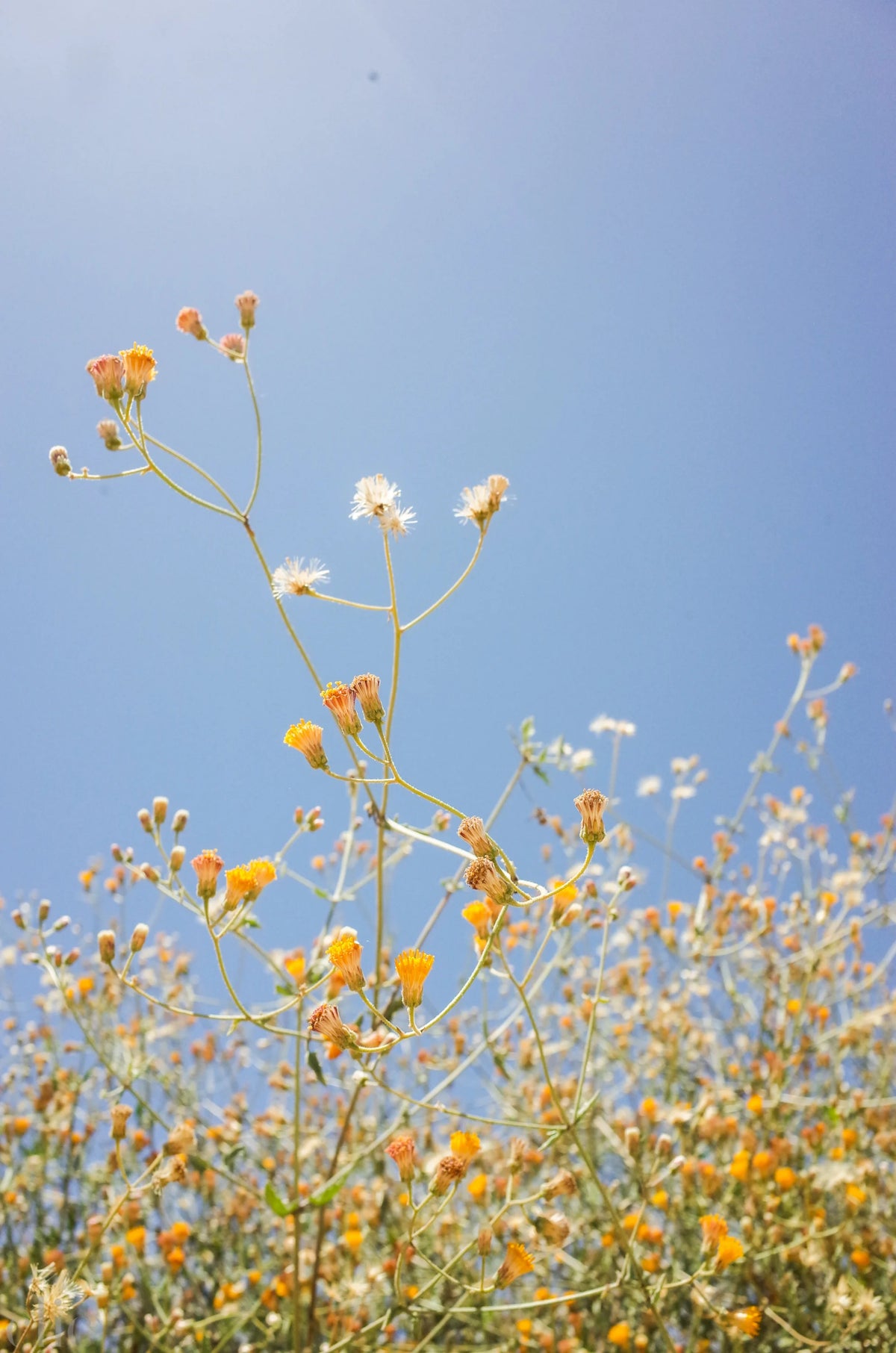 Todos Santos Sun by Nathalie Martinez
