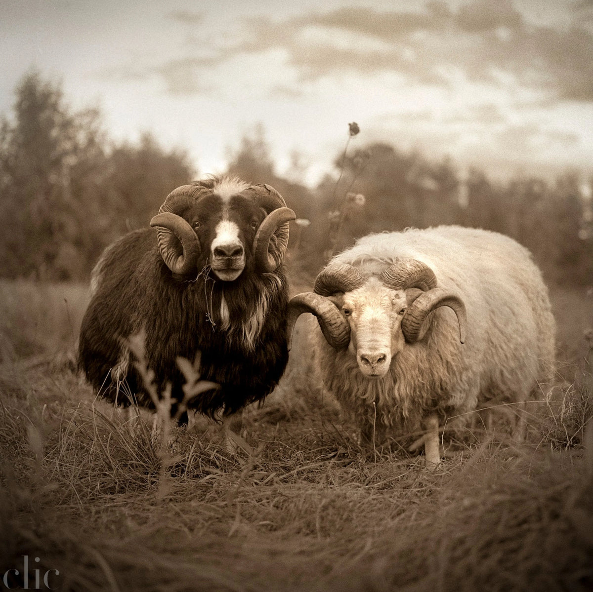 Two Rams by Valerie Shaff