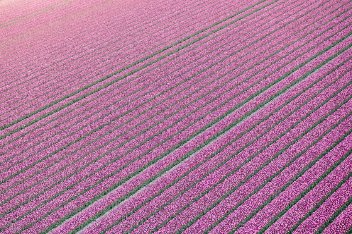 Tulips from the Sky by Kate Holstein