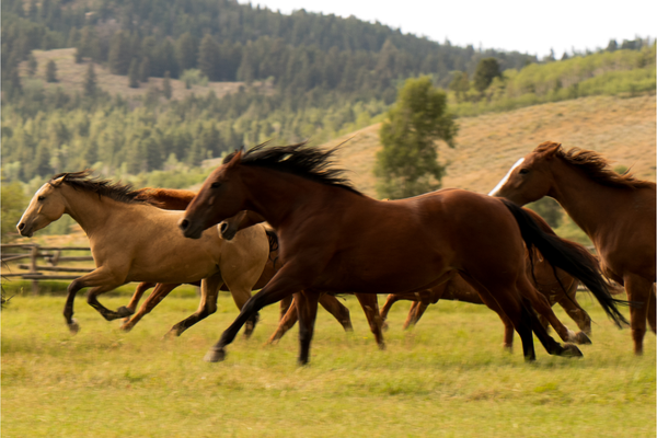 Full Speed by Nick Turner