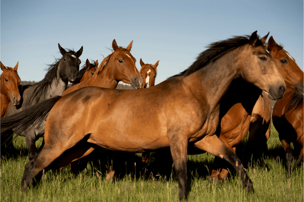 Ranch Mornings by Nick Turner