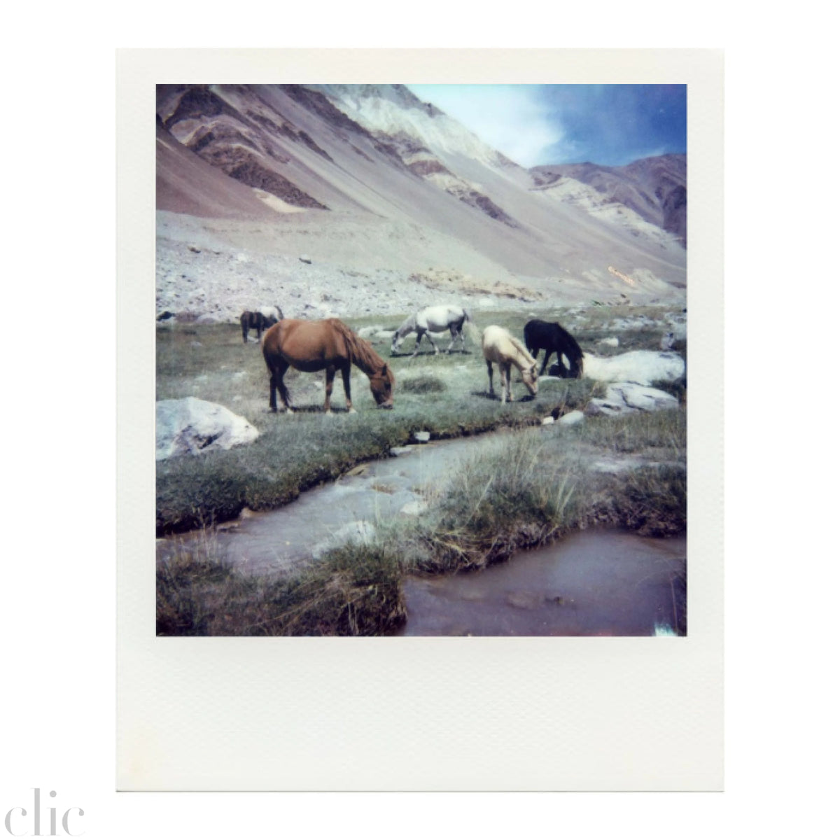 Ladakh Nomad Horses Polaroid by Dhagpo Lobsang