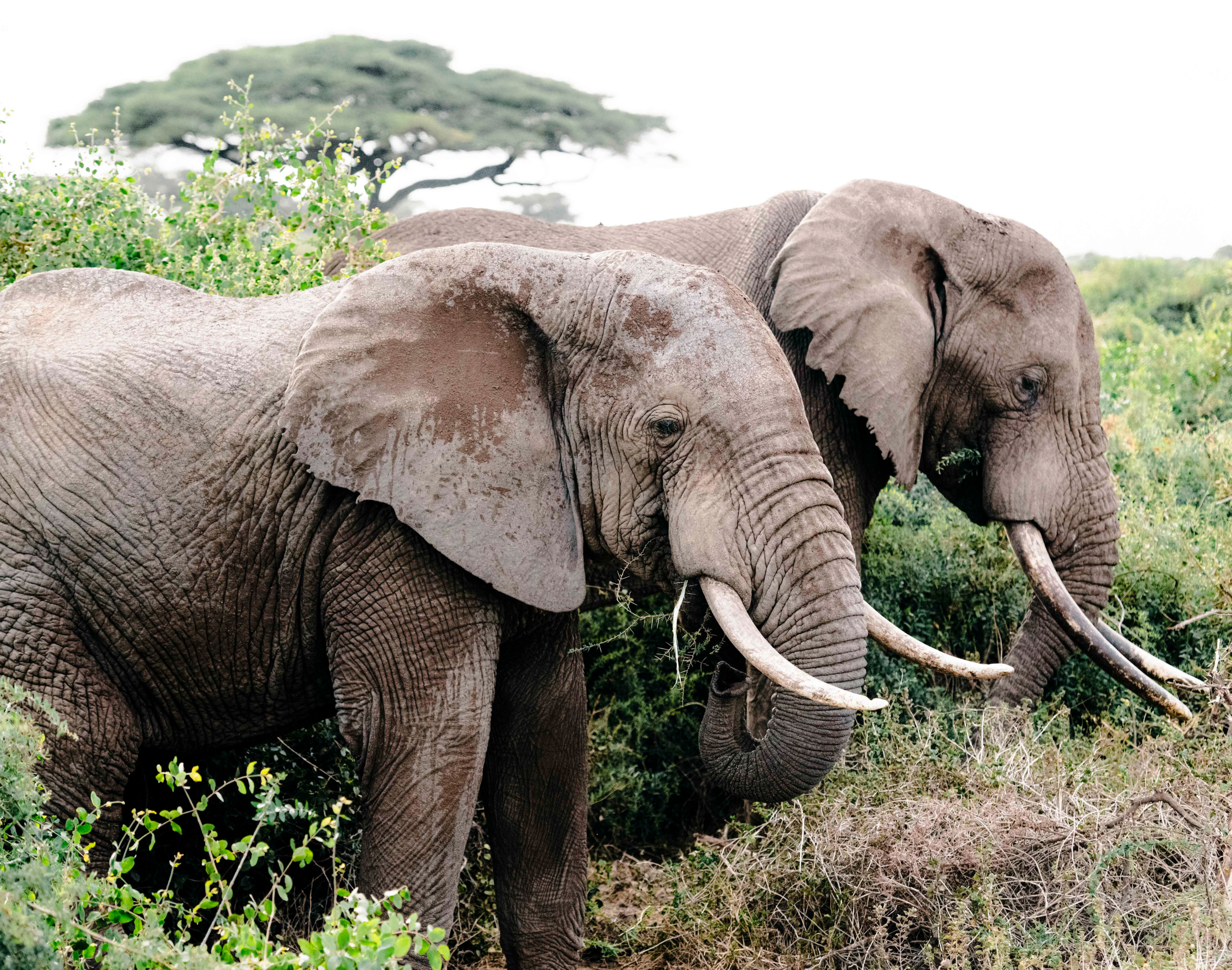 Elephant Duo by Juliette Charvet