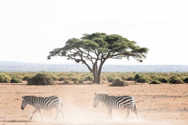 Two Zebras and an Acacia Tree by Juliette Charvet