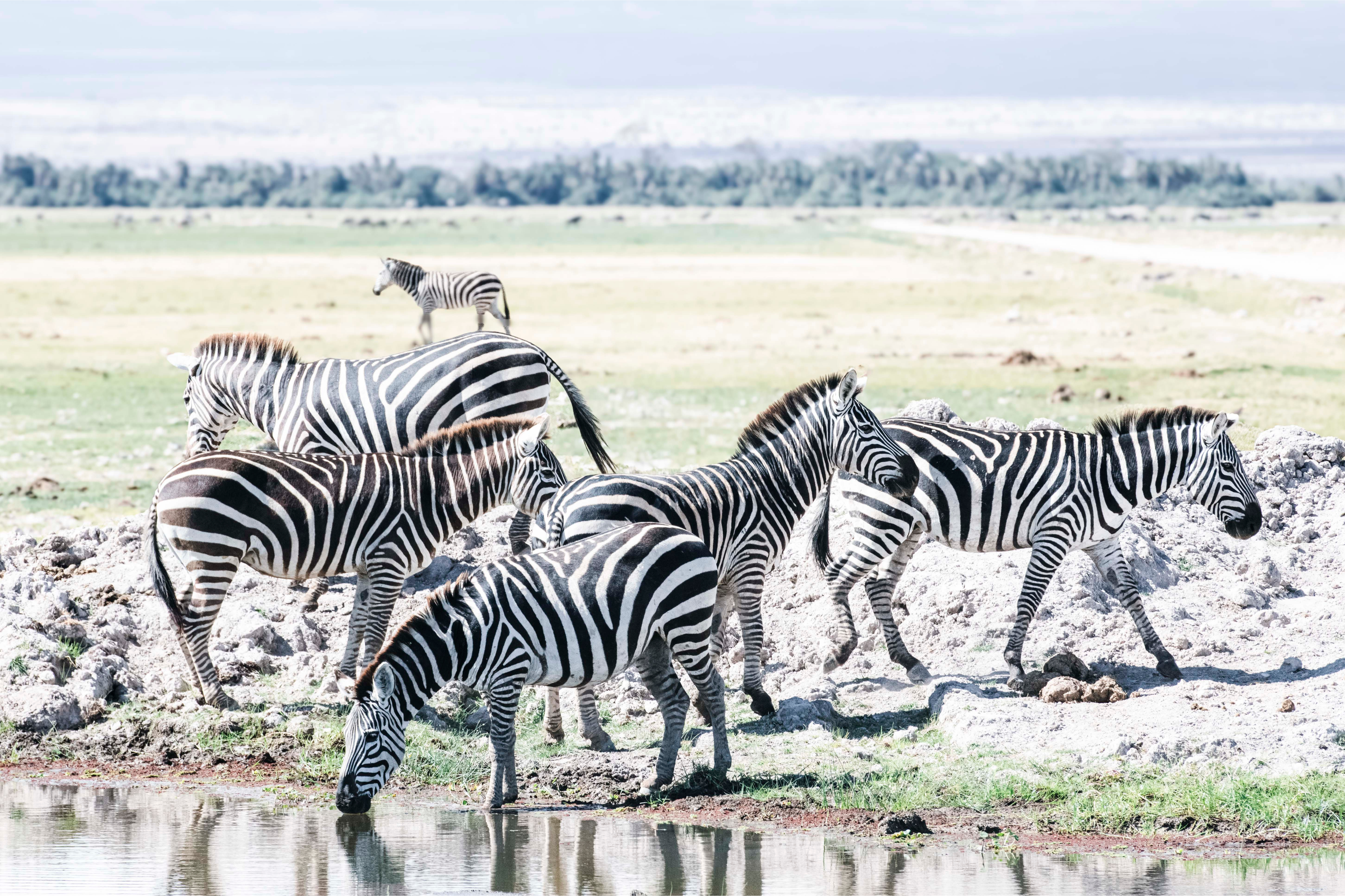Zebra Family of 6 by Juliette Charvet