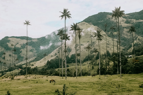 Palma de cera del Quindío by Miltiade Meireis