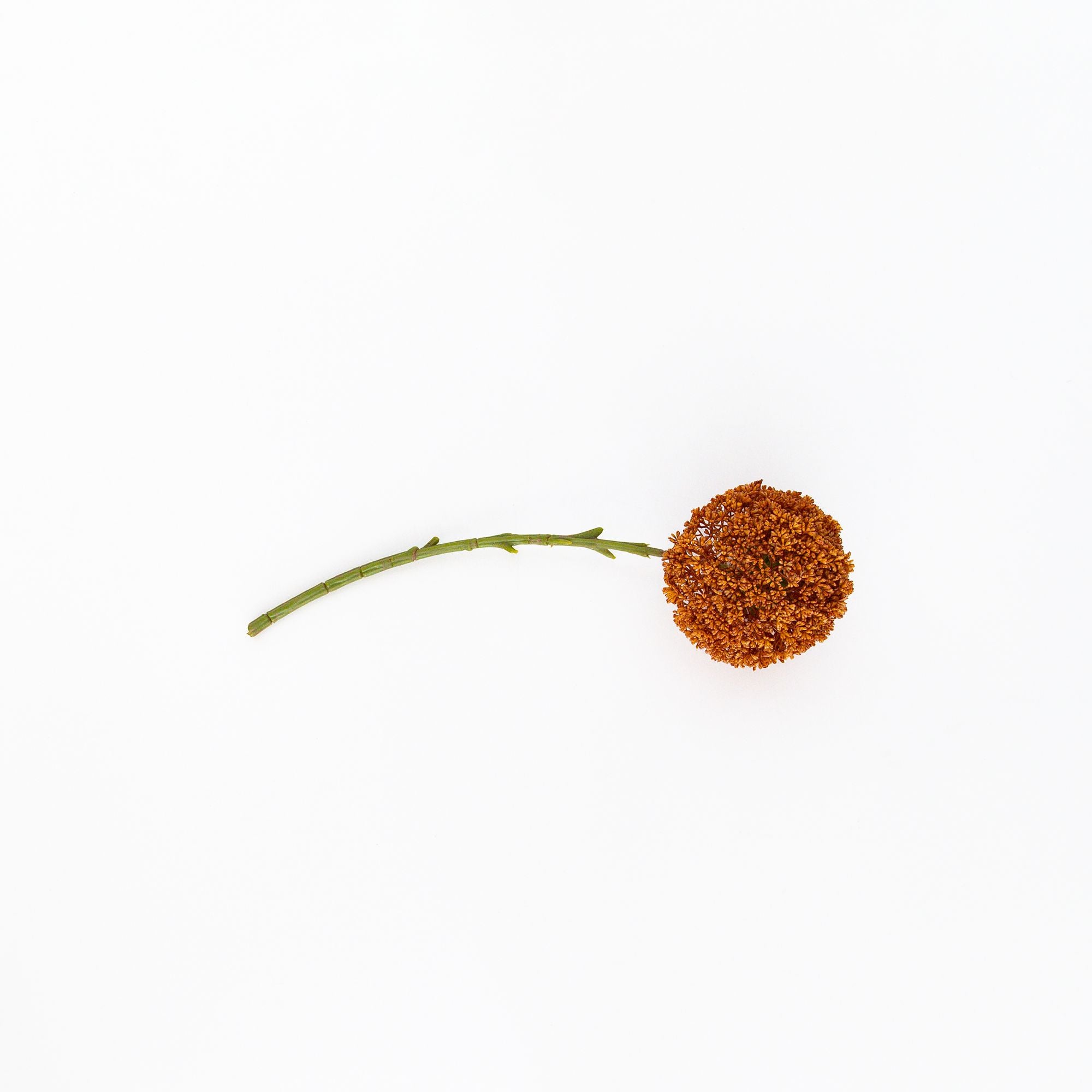 Allium Umber Artificail Flower, from Abigail Ahern