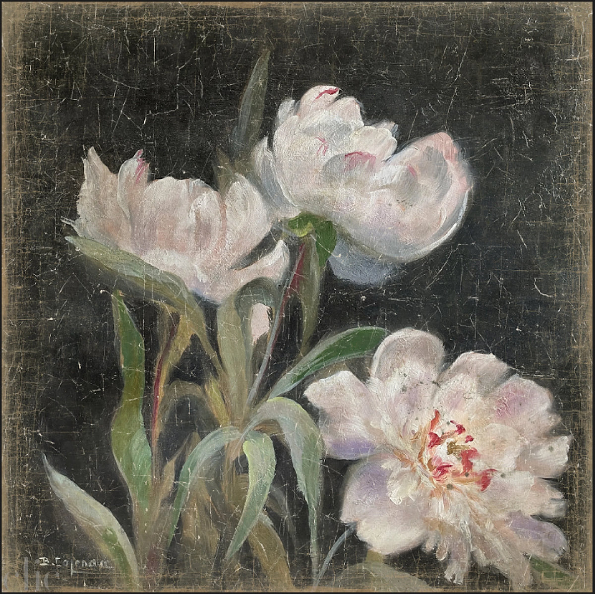 Pivoines Wallpaper, from Alfonz