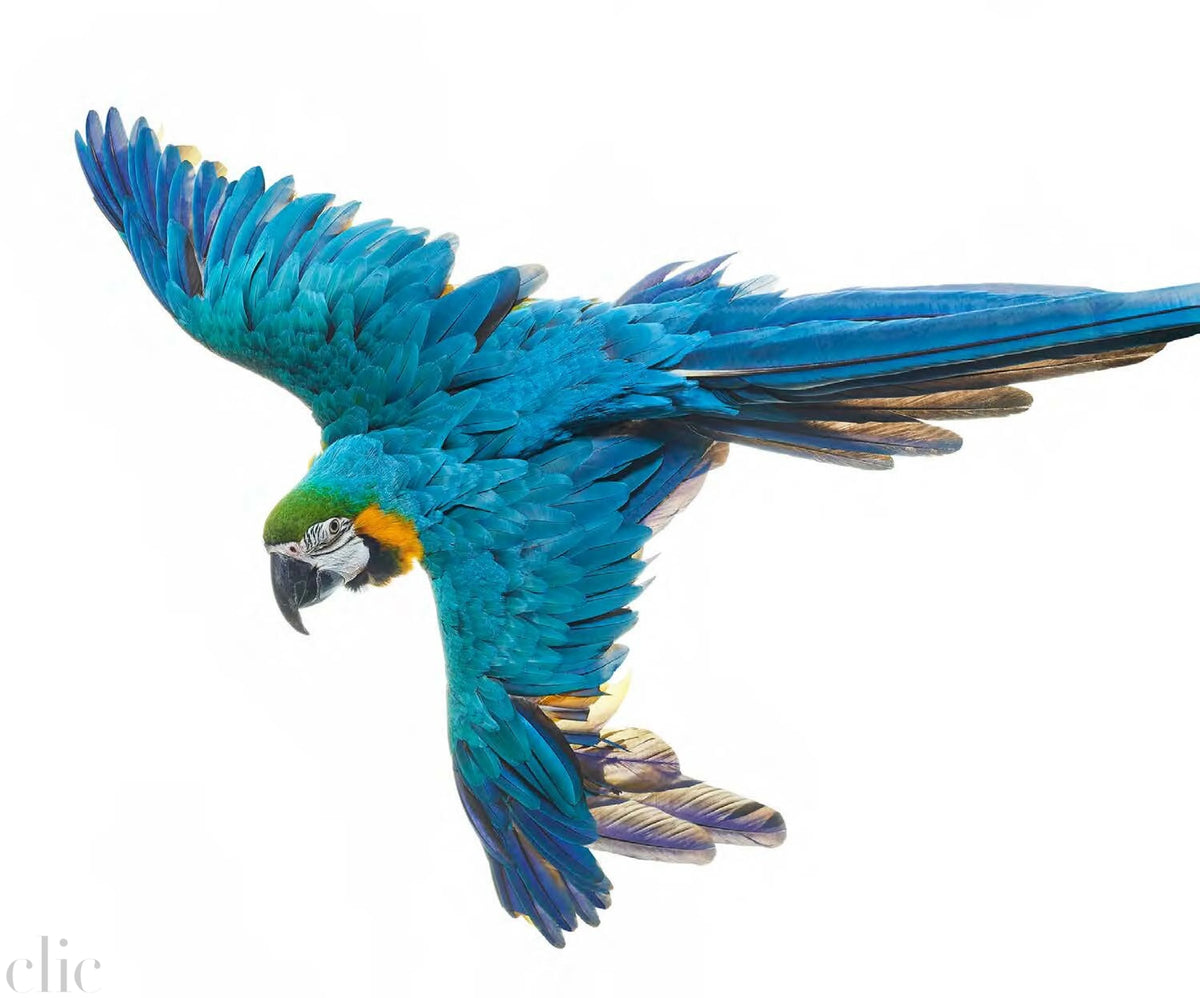 Bird 7 by Shelli Breidenbach