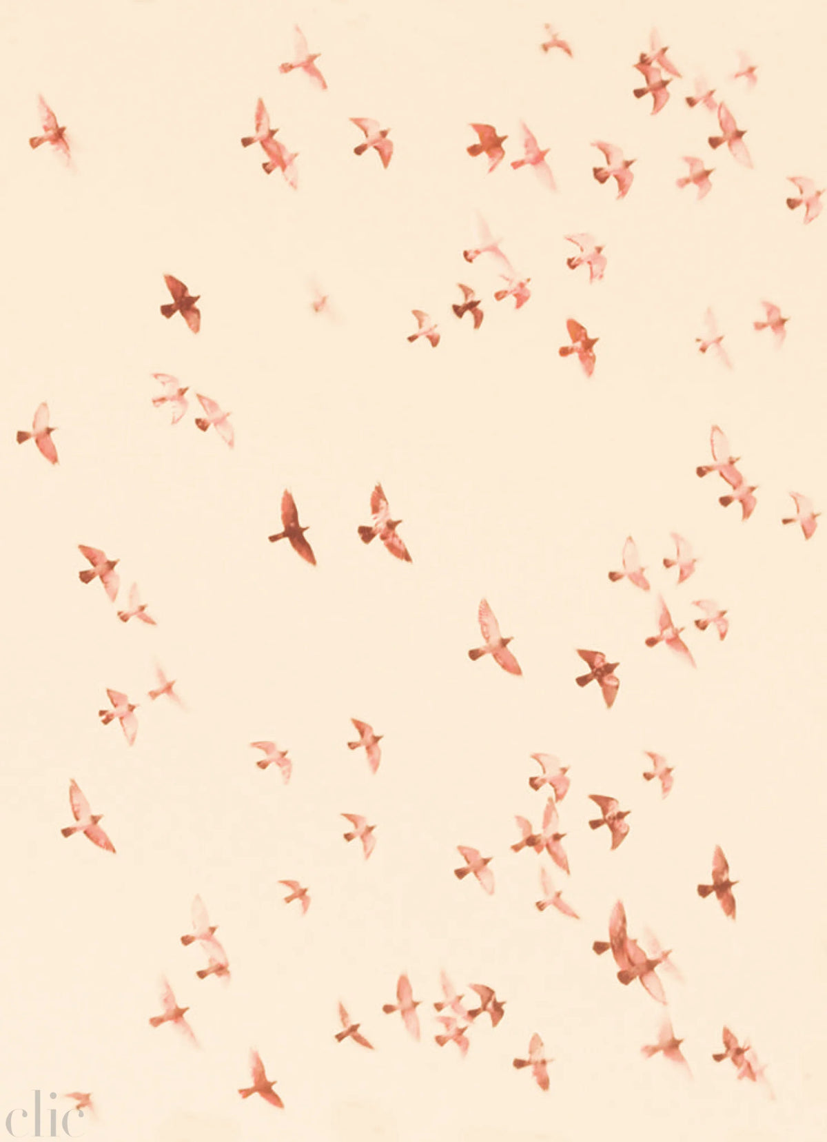 Birds 9 by Jordan Sullivan