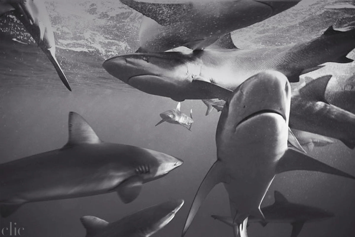 Galapagos Sharks Feeding (SC-1211) by Wayne Levin