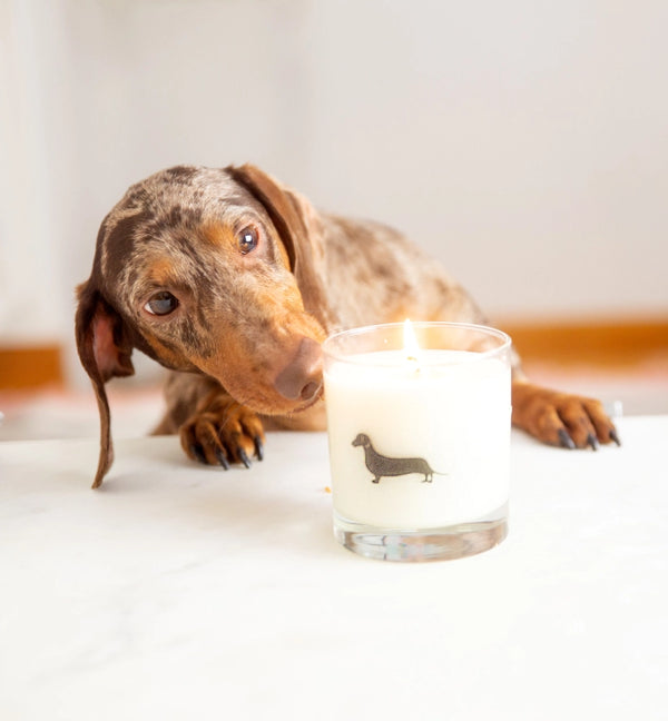 Dachshund Dog Breed Soy Candle, from Scripted Fragrance