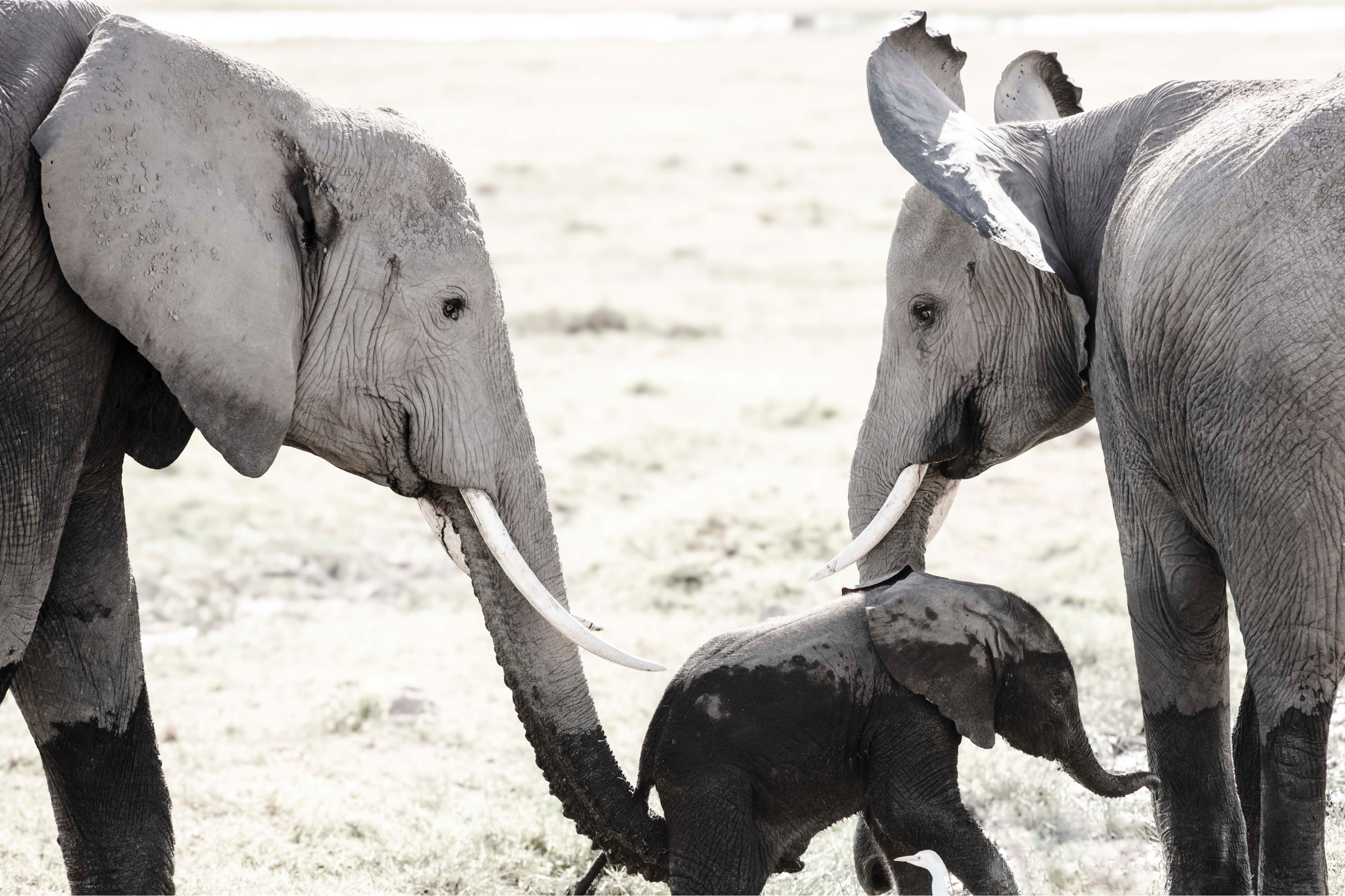 Helping Dumbo by Juliette Charvet