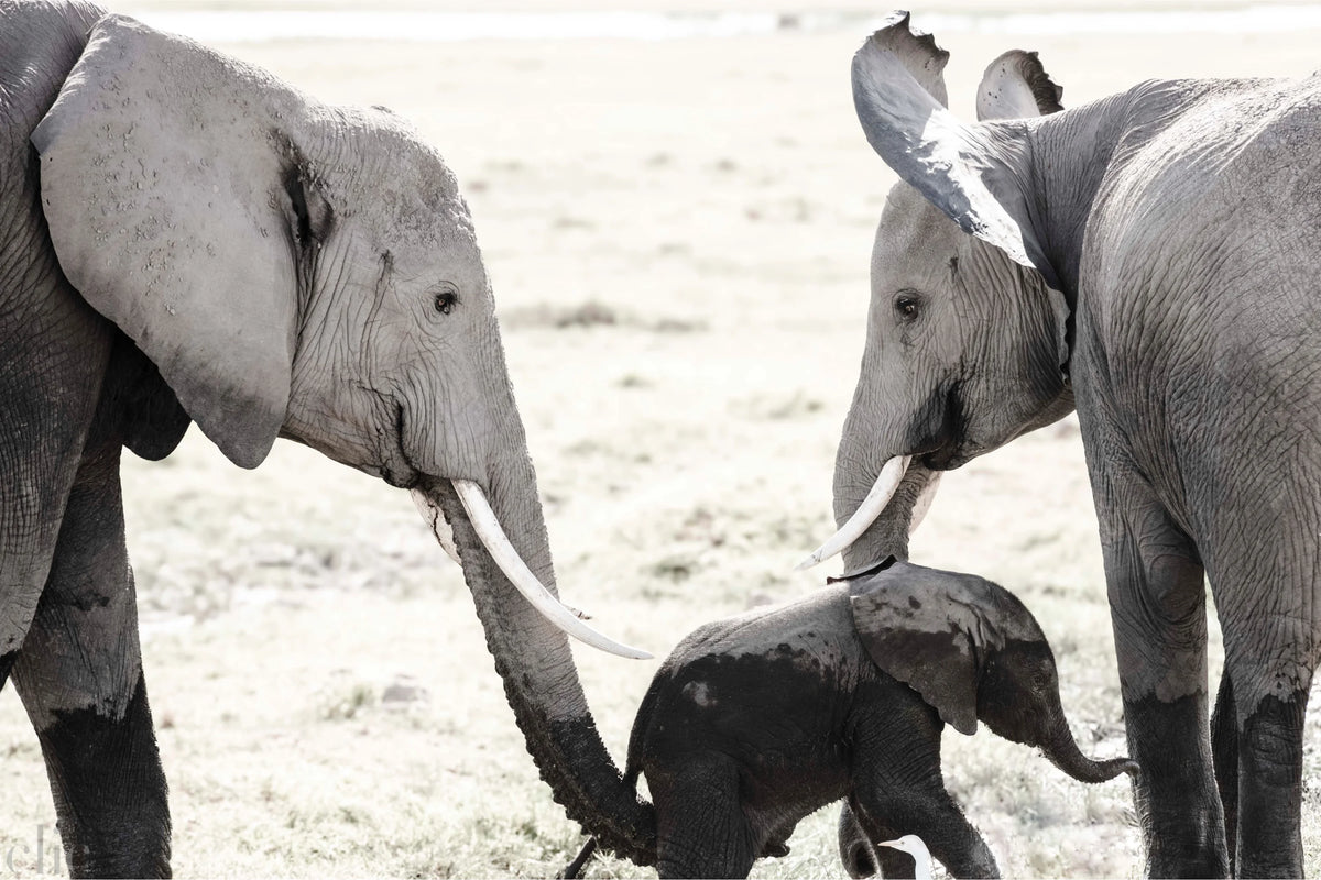 Helping Dumbo by Juliette Charvet
