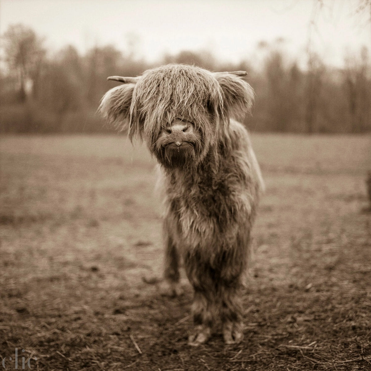 Highlander by Valerie Shaff