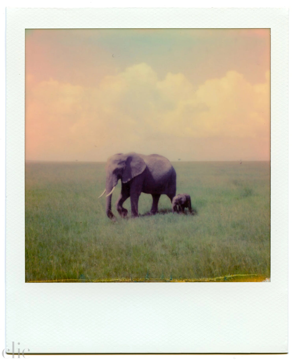 Elephants by Alex Moore