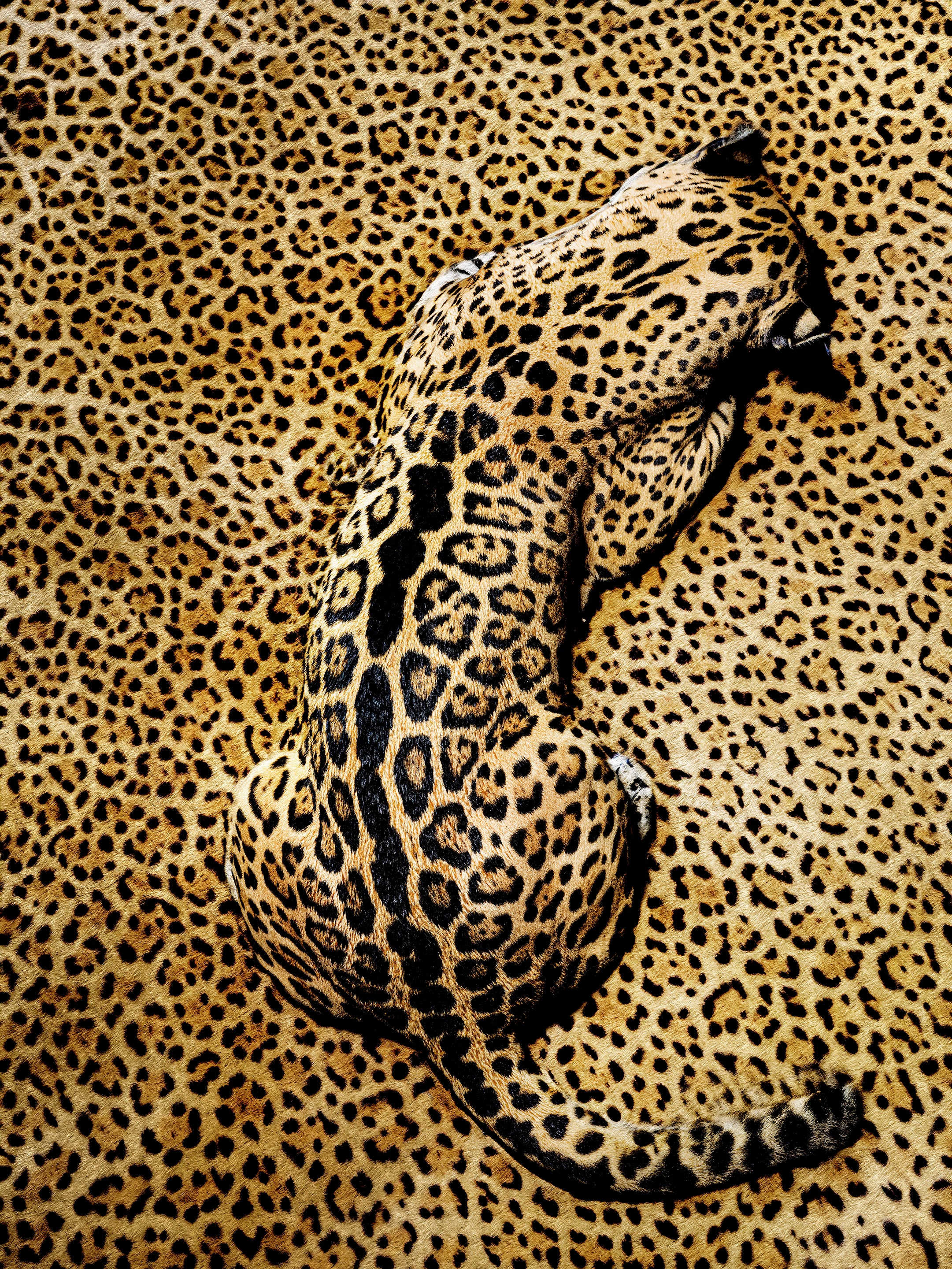 Hiding by Shelli Breidenbach