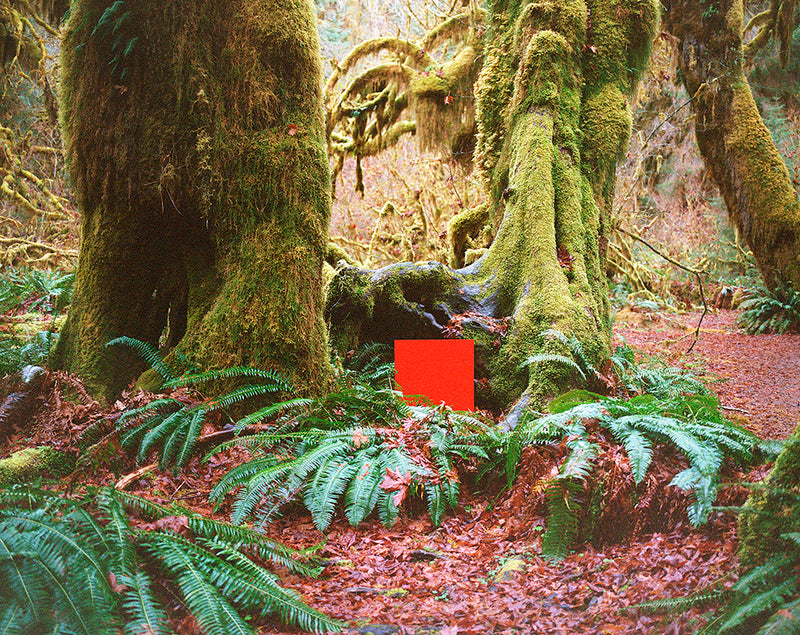 Hoh Rainforest, Washington by Rob Hann